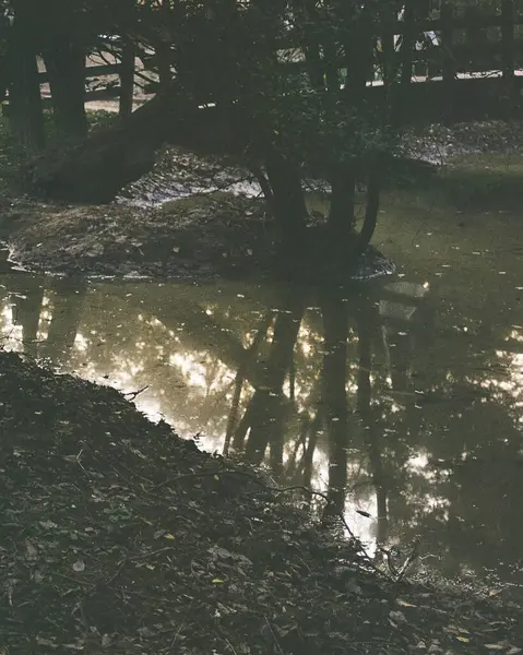 Ormanın güzel manzarası