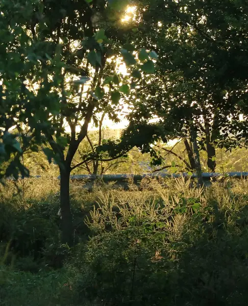 Parkın güzel manzarası