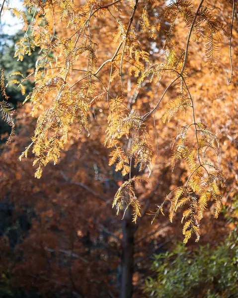 Parkta sonbahar yaprakları