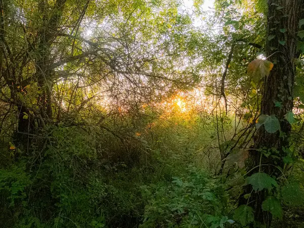 Sonbahar manzarası. Sabah güzel bir orman