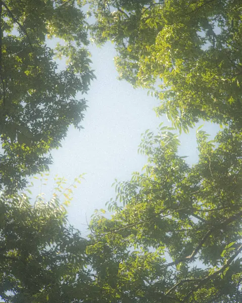 Ormanda yeşil yapraklar