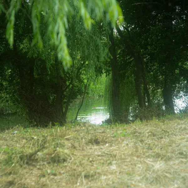 Ormandaki nehrin güzel manzarası