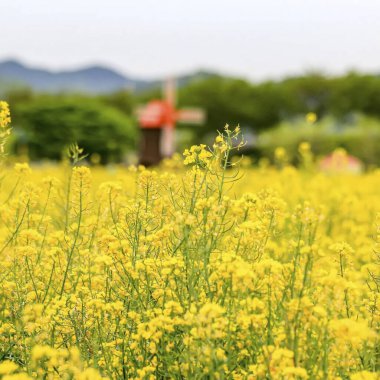 Sarı çiçekli güzel bir manzara.