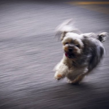 Parktaki sevimli köpek.
