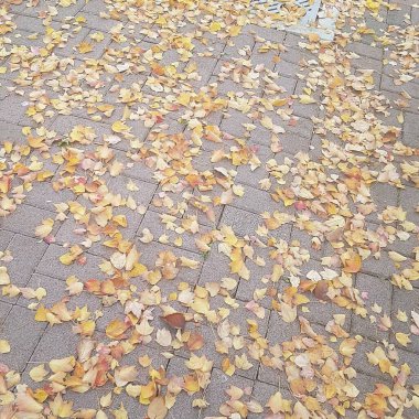 Sonbahar yaprakları, sonbahar bitkileri