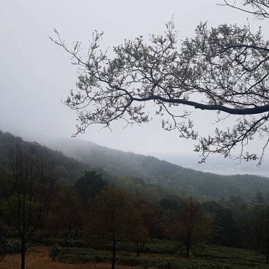 Ağaçlar ve ormanlarla dolu güzel bir manzara.