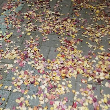 Sokakta sonbahar yaprakları