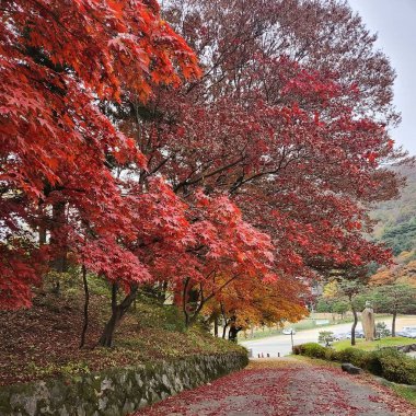 Renkli yapraklı sonbahar manzarası