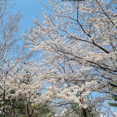 Bahçede güzel bahar çiçekleri