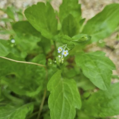 Bahçedeki bir çiçeğe yaklaş