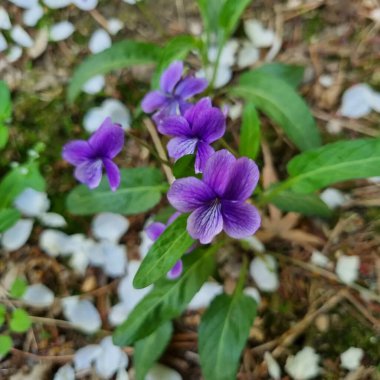 Bahçede mor çiçekler