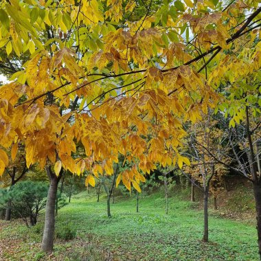Renkli yaprakları olan güzel sonbahar manzarası