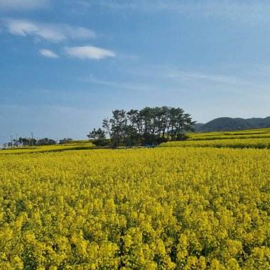 Baharda sarı tecavüz sahası