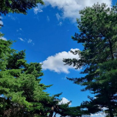 Ormanın güzel manzarası