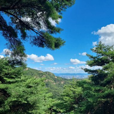 Güzel bir manzara Ağacı ve mavi gökyüzü