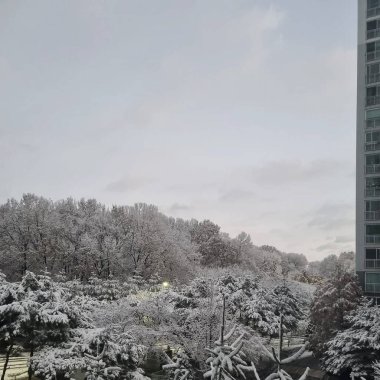 Karla kaplı ağaçlarla kaplı kış parkı