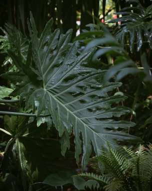 Tropikal yeşil bitki, tropikal bitki, orman arka planı