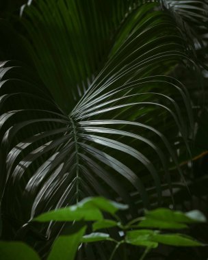 Tropikal yapraklar, bitki örtüsü ve yapraklar