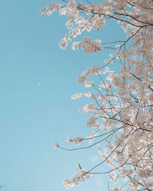 Doğanın güzel manzarası