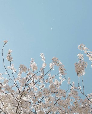 güzel botanik, doğal duvar kağıdı