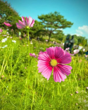 Bahçedeki güzel kozmos çiçekleri