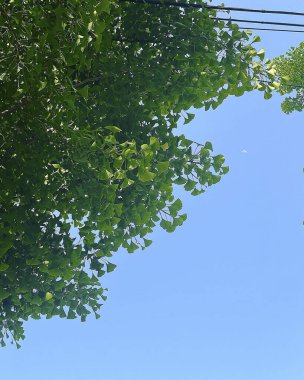 Ormanda yeşil yapraklar