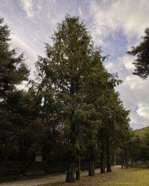 Parkın güzel manzarası