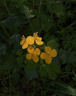 Bahçedeki güzel çiçekler