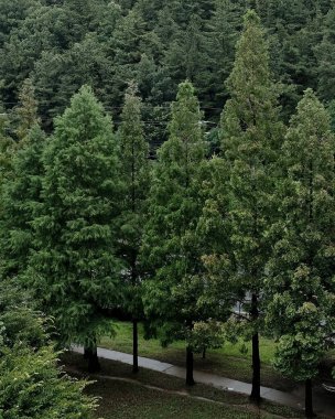 Ormanda yeşil ağaçlar