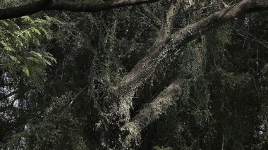 Parktaki ağaç dalları