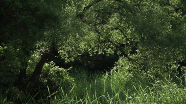 Yazın bahçede ağaçlar