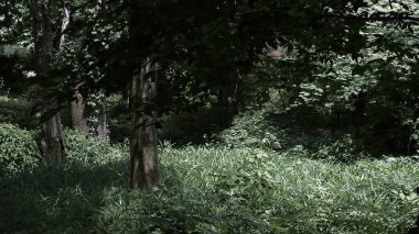 Bitkiler ve ağaçlarla dolu yeşil orman