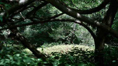 Ormanın güzel manzarası