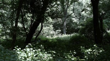 Ormanda yeşil ağaçlar.