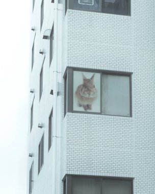 Kedi pencere eşiğinde oturuyor.