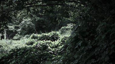 Ağaçları ve yaprakları olan yeşil orman