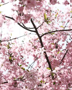 Pembe Sakura çiçek çiçeklenme