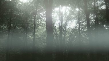 Sis ve orman, ağaçlar ve dallar sabah.