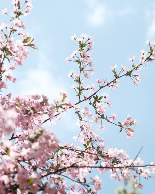 kiraz çiçeği sakura çiçek