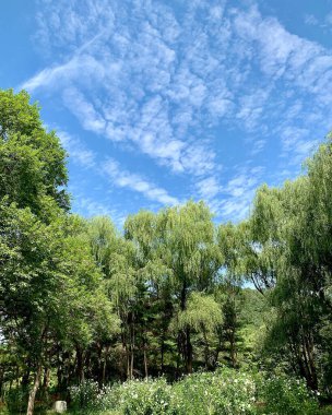 ormanda güzel ağaçlar