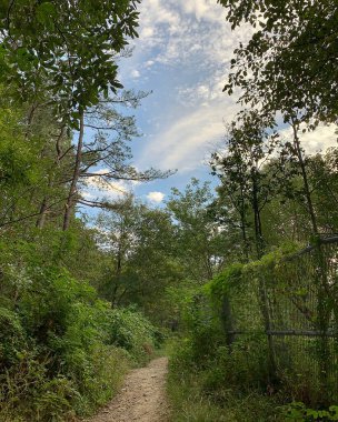 Ağaçlı ve yeşillikli bir yolun dikey görüntüsü.