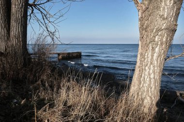 Nehirdeki eski kırık ağaç.