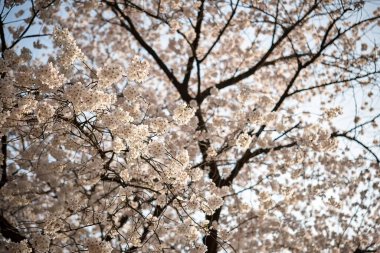 Japonya 'da kiraz çiçekleri, Tokyo