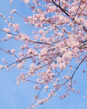 Japonya 'da kiraz çiçekleri, Tokyo