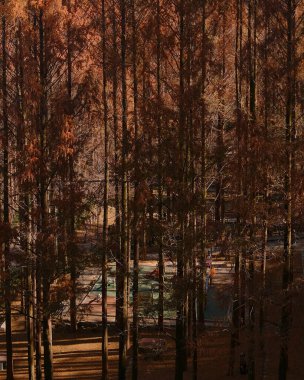 Ormanın güzel manzarası