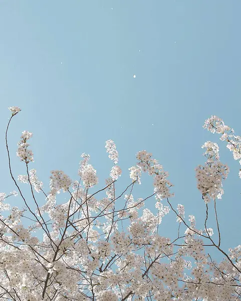 güzel botanik, doğal duvar kağıdı
