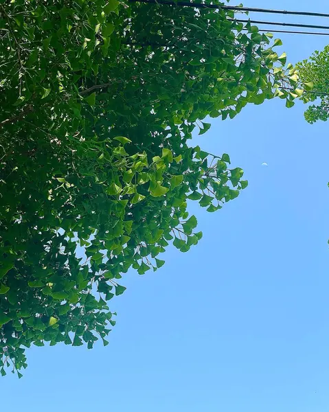 Ormanda yeşil yapraklar