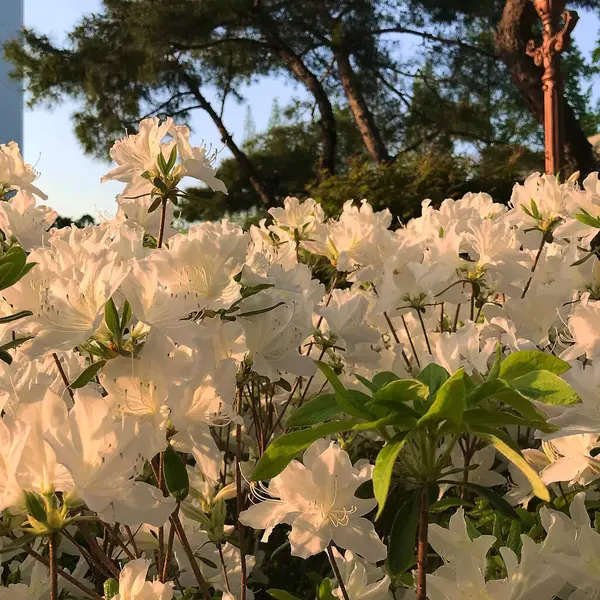 Güzel botanik fotoğrafı, doğal duvar kağıdı.