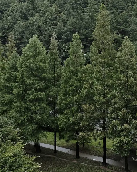 Ormanda yeşil ağaçlar