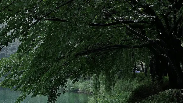 Doğal manzaranın güzel manzarası